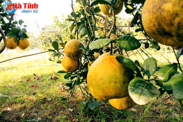 Biết có bưởi ngon, đã có thương lái đến mua tại vườn với giá từ 25- 30.000 đồng/quả. Nhưng hiện ông Linh đang để dành những quả đẹp và to bán vào dịp Tết, vì đấy mới là thời điểm được giá.