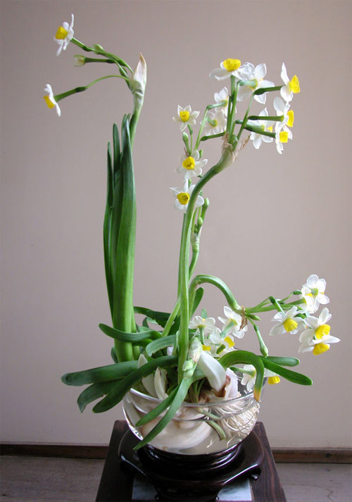 Sau khoảng 3, 4 ngày có thể mang củ thủy tiên ra ngoài trời nhưng tránh ánh nắng trực tiếp. Ảnh: Sharp Life.