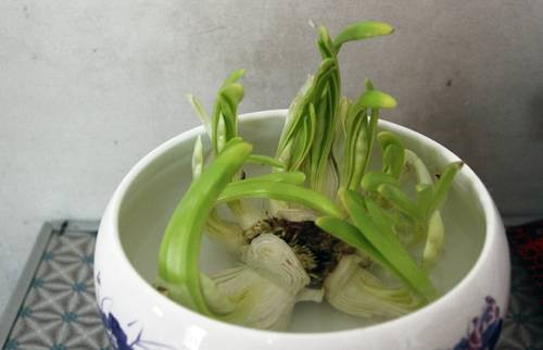 Củ thủy tiên gọt xong sẽ được nuôi dưỡng trong nước. Chậu ươm thủy tiên cần được vệ sinh sạch không được dính đất. Ảnh: Yeutre.