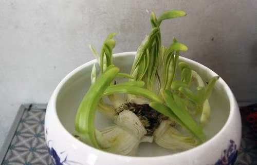 Củ thủy tiên gọt xong sẽ được nuôi dưỡng trong nước. Chậu ươm thủy tiên cần được vệ sinh sạch không được dính đất. Ảnh: Yeutre.