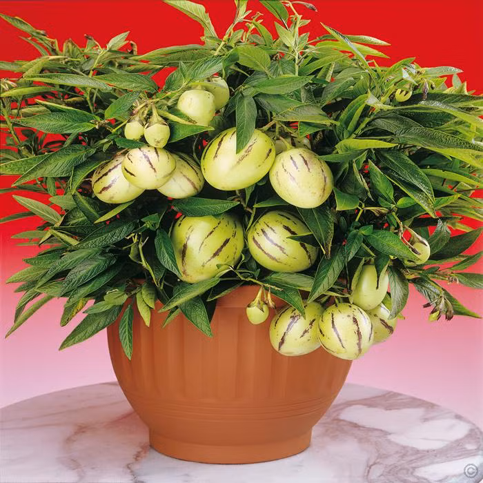 Khi chín, quả màu vàng sọc tím. Ảnh: Gardens4You.