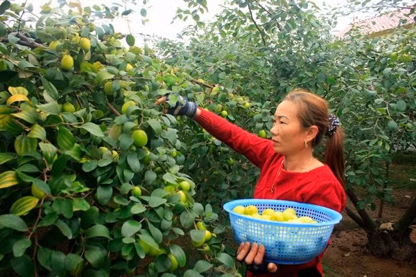 Mùa thu hoạch táo muối từ tháng 10 đến tháng Giêng âm lịch. Ảnh: Vncgarden.