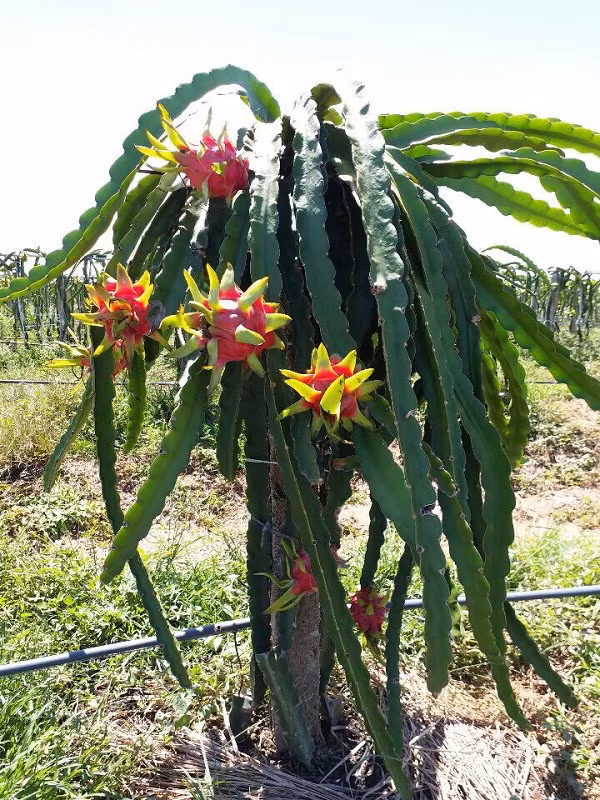 Hiện tại, hầu hết thanh long tím của Hoàng Anh Gia Lai đều được xuất khẩu, đáp ứng cho các hợp đồng trước đó.