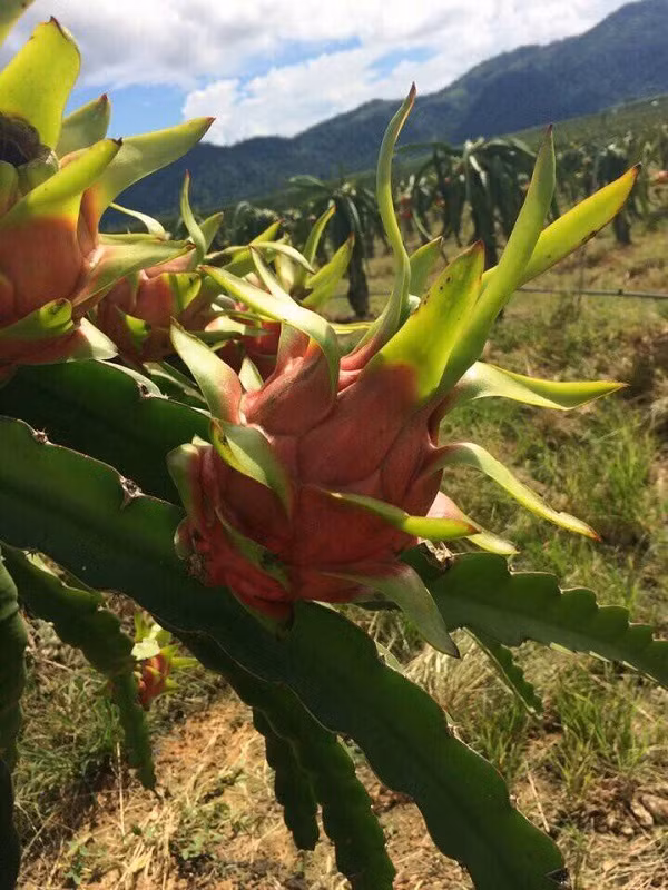 Theo Hoàng Anh Gia Lai, năng suất thanh long dao động trong khoảng 20-30 tấn/ha trong năm đầu là hoàn toàn khả thi, thậm chí có khu vực có thể đạt 40 tấn/ha ngay năm thứ nhất.
