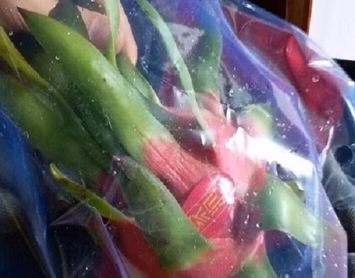 Khó khăn lớn nhất của Hoàng Anh Gia Lai khi trồng thanh long là các điều kiện để đáp ứng tiêu chuẩn Global G.A.P.