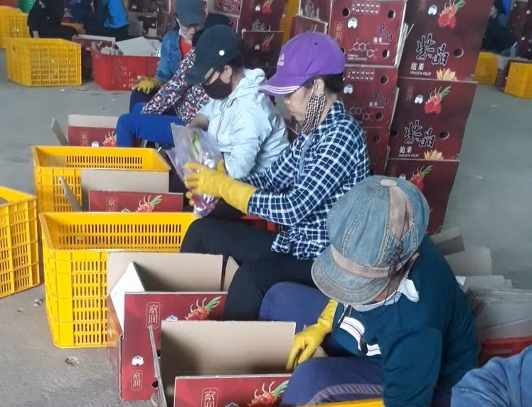 Bất lợi nữa của Hoàng Anh Gia Lai hình thức trái không được đẹp bằng nhiều sản phẩm khác đang có mặt trên thị trường.