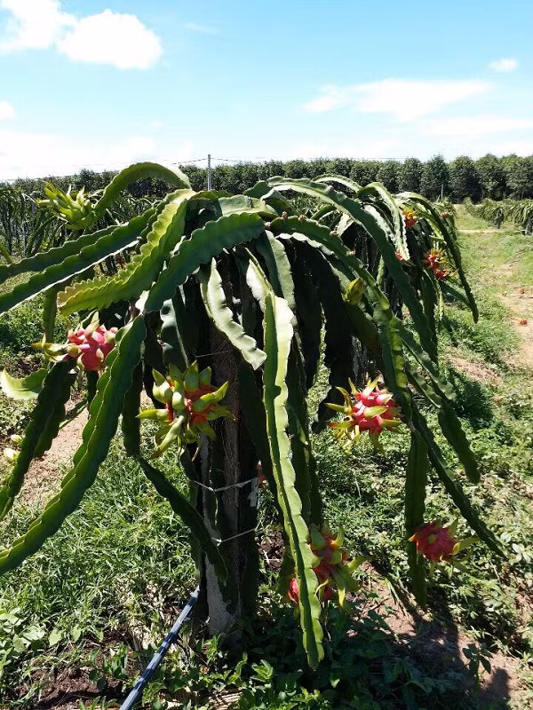 Canh thu hoach thanh long trong trang trai cua bau Duc