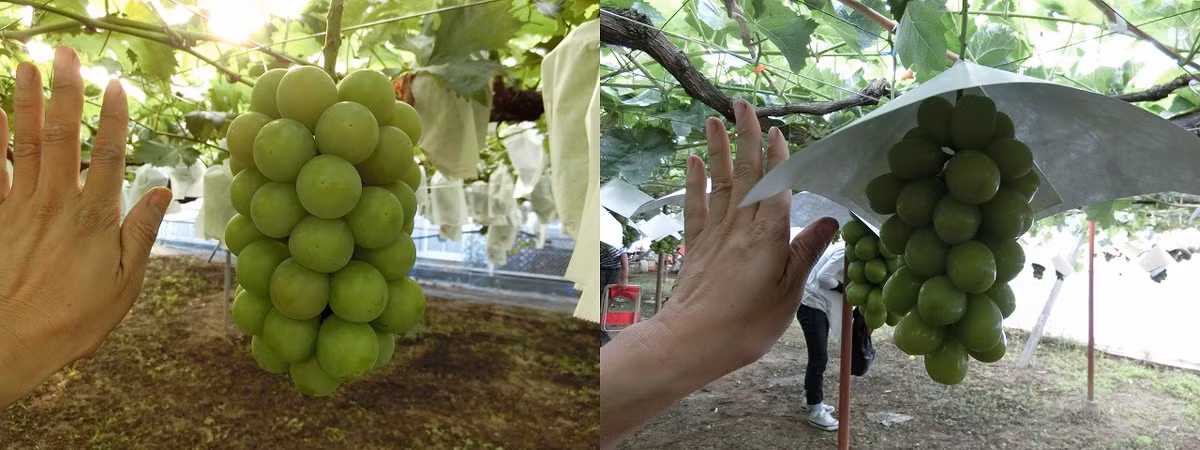 Trong khi đó, loại Giant Seto vị ngọt đậm và mọng nước nhưng rất hiếm. Nho được thu hoạch từ tháng 7 đến tháng 11. Ảnh: Asahibudouen.