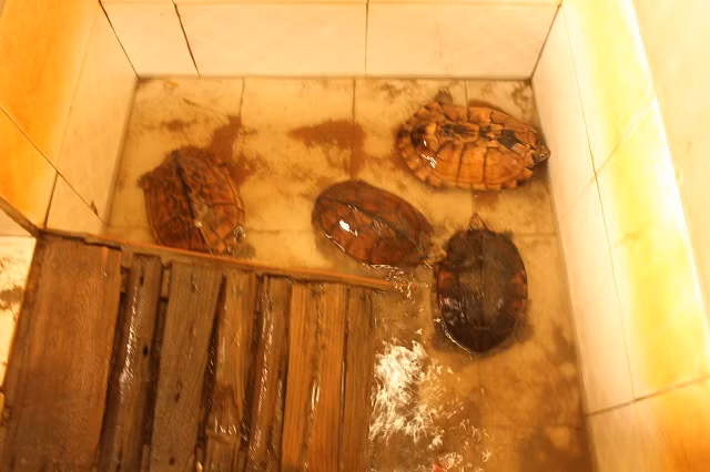 Theo ông Bộ, giống rùa Câm dễ nuôi, ít bệnh tật, tỷ lệ sống cao. Mỗi năm ông bán khoảng 250 con rùa giống với giá từ 1,5 - 2 triệu đồng, thu lãi 400 triệu đồng. Ảnh: Dân Việt.