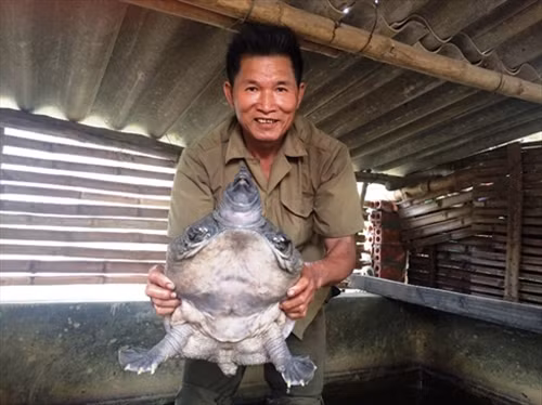 Cũng ở xã Thiệu Hợp, huyện Thiệu Hóa, Thanh Hóa, ông Đỗ Hữu Nhung nuôi hơn 100 cặp rùa bố mẹ, 60 – 70 con rùa thịt. Ảnh: Nông Nghiệp.