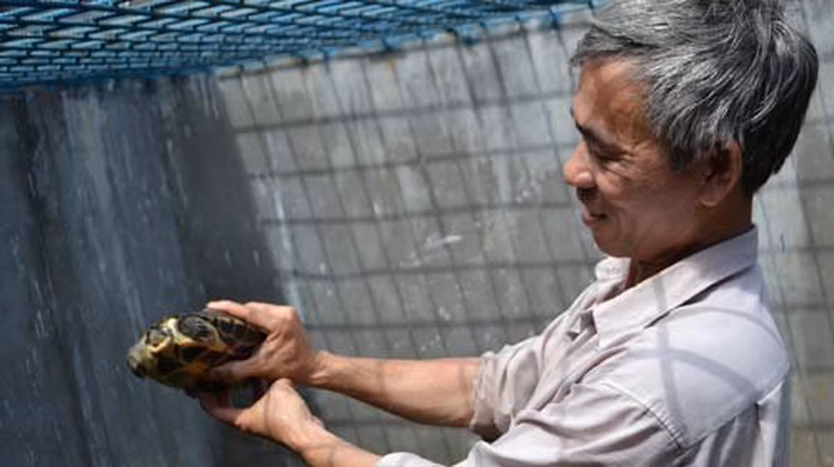 Từ 30 con rùa nước (2007), đến nay ông Hoàng sở hữu gần 300 con. Rùa nước trưởng thành có giá từ 50-60 triệu đồng/con. Vì vậy, nếu bán tất cả trang trại của ông Hoàng thu về vài tỷ đồng. Ảnh: Tuổi trẻ.