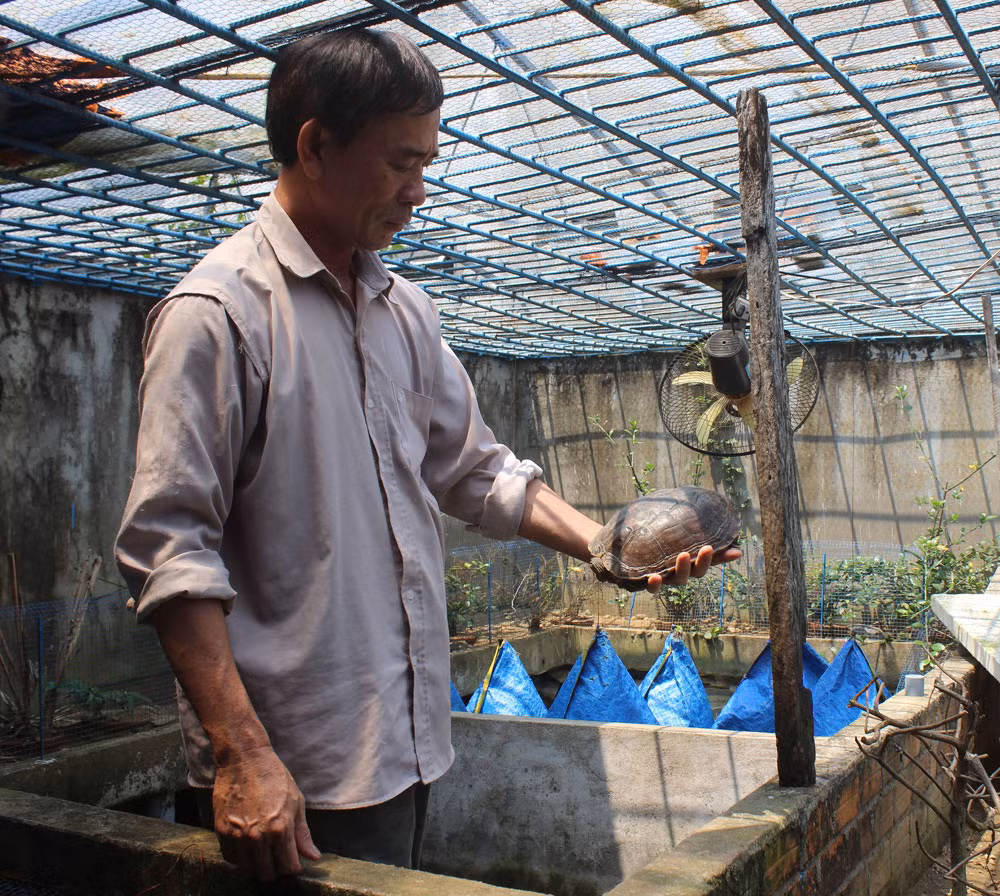 Ông Phạm Ngọc Hoàng được biết tới là một tỉ phú về rùa nước ở khu phố 4, thị trấn Hai Riêng, huyện Sông Hinh, Phú Yên. Ảnh: Báo Phú Yên.