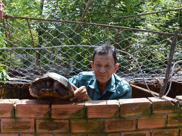 Trang trại 300m2 của ông Huỳnh Văn Chính (ấp 4B, xã Bình Mỹ, huyện Củ Chi, TP HCM) nuôi được khoảng 400 con rùa thương phẩm và 30 cặp rùa bố mẹ. Với giá dao động từ 600.000 – 700.000 đồng/kg, hàng năm ông Chính thu lãi 150 triệu đồng. Ảnh: Hoinongdan.