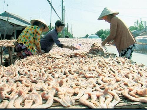 Nếu trời nắng to, chỉ cần phơi 3-4 nắng là được tùy cá nhỏ hay to. Cá phơi đủ nắng thịt sẽ trong và có mùi thơm, màu sắc tự nhiên. Ảnh: Người lao động.