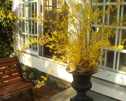 Cánh hoa mai Mỹ mỏng manh, có màu vàng rực rỡ. Ảnh: Khám phá.