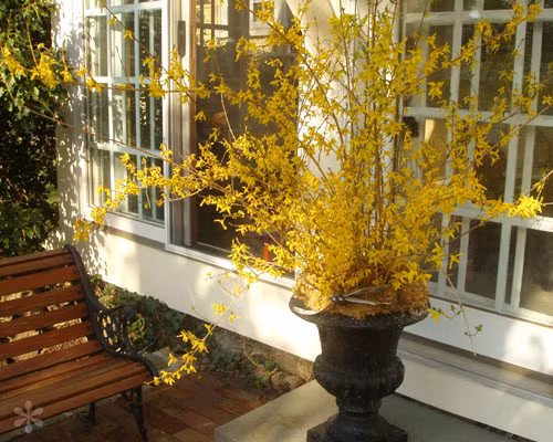 Cánh hoa mai Mỹ mỏng manh, có màu vàng rực rỡ. Ảnh: Khám phá.