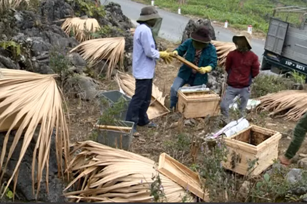 Như vậy, mỗi nhà ong cho thu hoạch 1 triệu đồng/mùa. Với 100 nhà ong, mỗi gia đình có doanh thu 100 triệu đồng/năm. Ảnh: Báo Hà Giang.