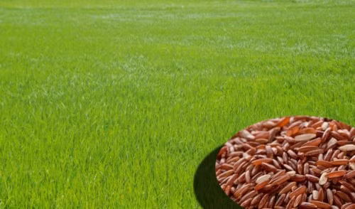 Có nguồn gốc từ lúa hoang, lúa huyết rồng có sức sống bền bỉ, lấn át cả cỏ dại..Ảnh: Báo Long An.