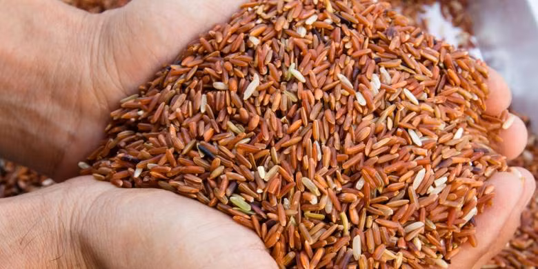 Do có giá trị dinh dưỡng cao nên gạo huyết rồng thường được dùng làm bột dinh dưỡng cho trẻ em. Ảnh: Kompas.