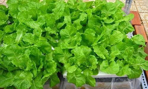 Xà lách là loại rau ăn kèm phổ biến và được nhiều người ưa thích, đặc biệt là chống ngấy trong ngày Tết. Ưu điểm của loại rau này là dễ trồng, không mất nhiều công chăm sóc. Ảnh: VTC.