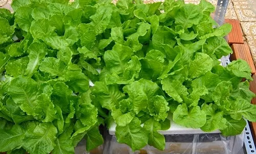 Xà lách là loại rau ăn kèm phổ biến và được nhiều người ưa thích, đặc biệt là chống ngấy trong ngày Tết. Ưu điểm của loại rau này là dễ trồng, không mất nhiều công chăm sóc. Ảnh: VTC.