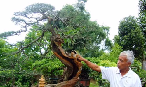  Cây phi lao của ông Ngọc có dáng cong cong hình chữ S, hình "Bản đồ Việt Nam" .