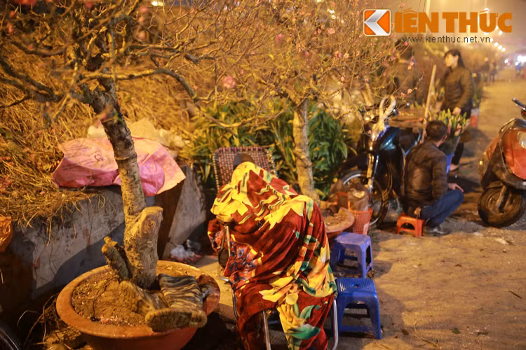 Không bán được một chậu đào thế nào suốt từ sáng, một chủ hàng quyết định kê giường, nằm ngủ ngay bên cạnh "hàng" của mình.