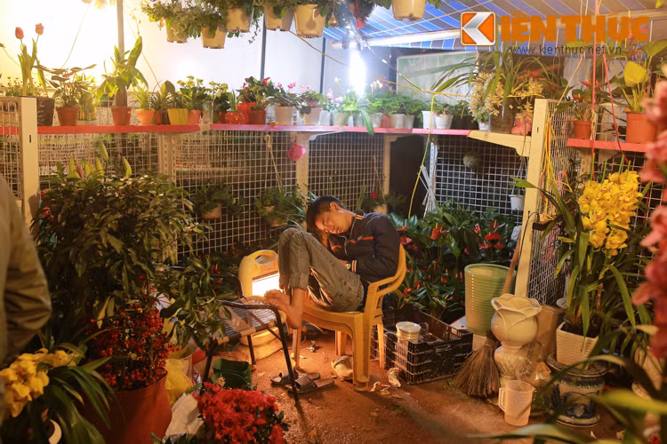 Chàng thanh niên ngủ ngon lành trong quầy hoa của mình, mặc kệ khách xem hoa.