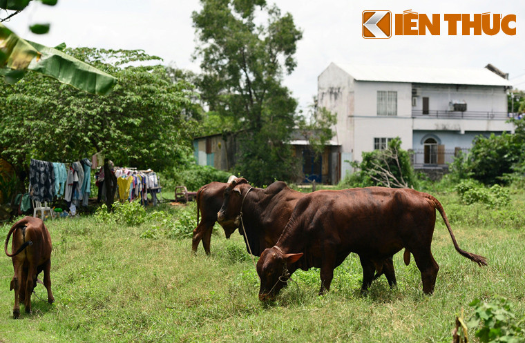 Men sâu vào các con đường nhỏ thuộc khu phố 1, 2, 3, phường 28, quận Bình Thạnh, khung cảnh thôn quê càng hiện ra rõ nét hơn. Đường đê càng vào sâu càng hẹp lại và khó đi, lổm nhổm cỏ và đất đá, thậm chí chỉ người dân ở đây mới dám chạy xe máy. Nhìn hình ảnh này không ai có thể nghĩ rằng đang ở rất gần trung tâm TP HCM, đô thị lớn nhất nước.