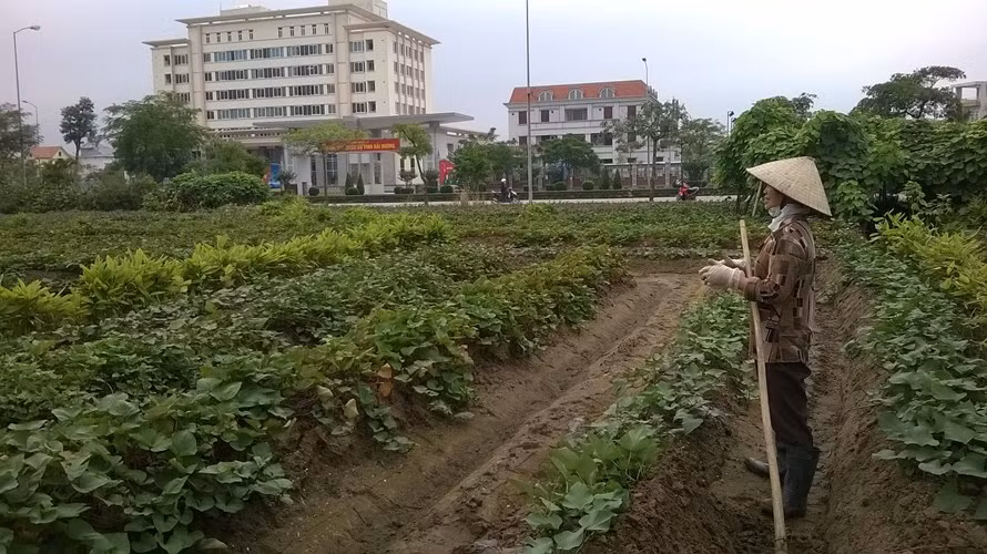 Nhưng đến nay đã trở thành vườn ươm cây.