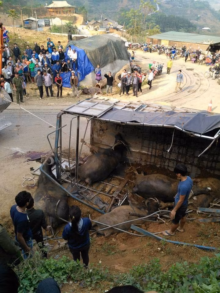 Lat xe tai cho trau, ba nguoi thuong vong, trau chet la liet