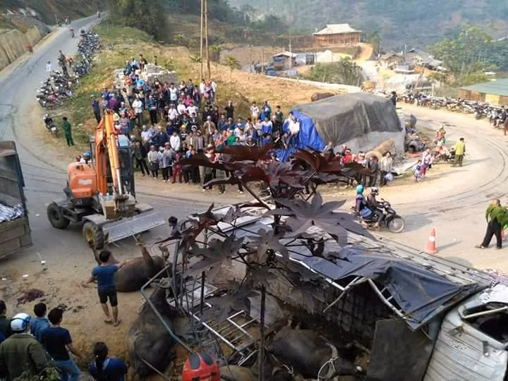 Lat xe tai cho trau, ba nguoi thuong vong, trau chet la liet-Hinh-2