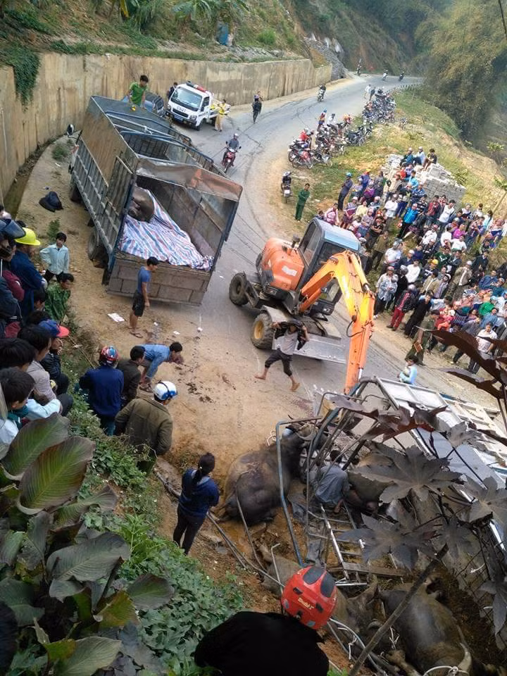 Lat xe tai cho trau, ba nguoi thuong vong, trau chet la liet-Hinh-3