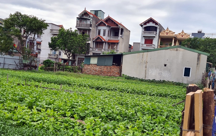 Một công trình nhà ở “mọc” lên giữa đồng ruộng, trồng rau xanh mướt tại đường ngõ 885 Tam Trinh.