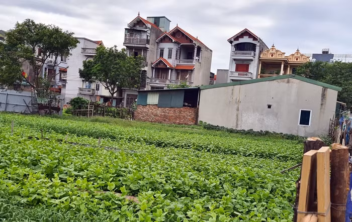 Một công trình nhà ở “mọc” lên giữa đồng ruộng, trồng rau xanh mướt tại đường ngõ 885 Tam Trinh.