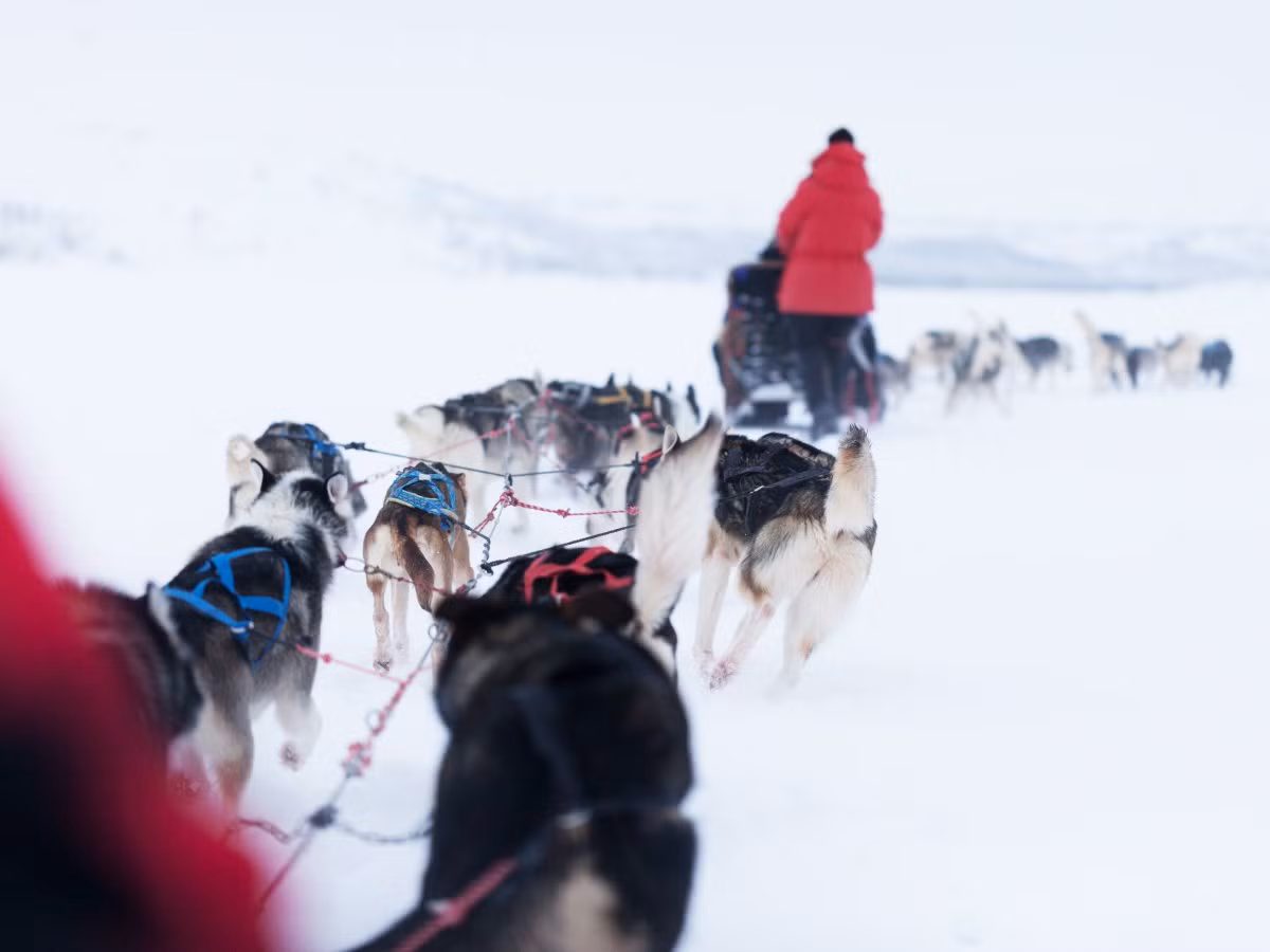 Một trải nghiệm du lịch không nên bỏ qua trong đời được Business Insider gợi ý cho du khách đó là đi xe chó kéo ở Thụy Điển.