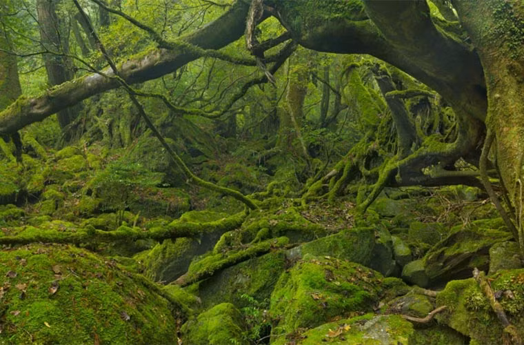 Yakushima là một khu rừng ôn đới độc đáo và là di sản thiên nhiên thế giới đầu tiên ở Nhật Bản. Nơi đây mới được du khách chú ý đến.