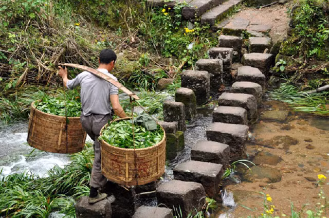 Thu hoạch trà ở núi Vũ Di (Ảnh: Internet).