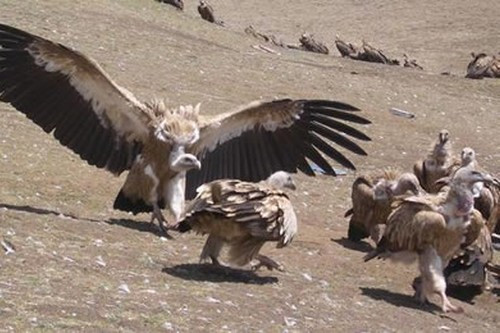 Tử thi thành "bữa tiệc" của đàn kền kền háu đói. Người Tây Tạng thực hiện việc chôn cất Thiên táng hay còn gọi là Điểu táng vô cùng rùng rợn. Theo đó, thi thể người chết được đưa lên đỉnh núi cao, kế đến người ta sẽ tiến hành róc thịt, đập vụn xương và cơ để bầy kền kền dễ bề ăn hết được. Cùng lúc đàn kền kền "mở tiệc", những người thân của người đã khuất ngồi lặng lẽ đọc kinh xung quanh.