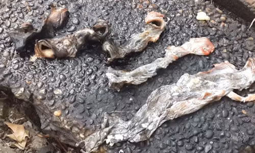 PC49 thu giữ 120 kg thịt đà điểu, thịt nai và thịt bò được làm giả từ thịt lợn.