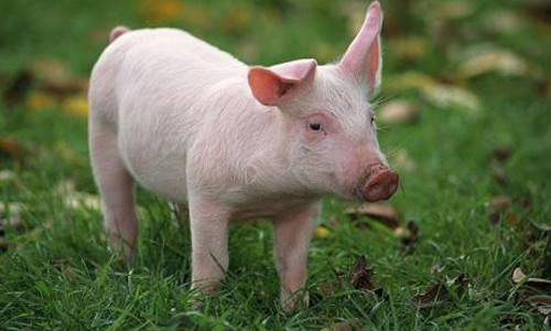 Nhung cuoc chien tranh doc nhat vo nhi trong lich su-Hinh-4