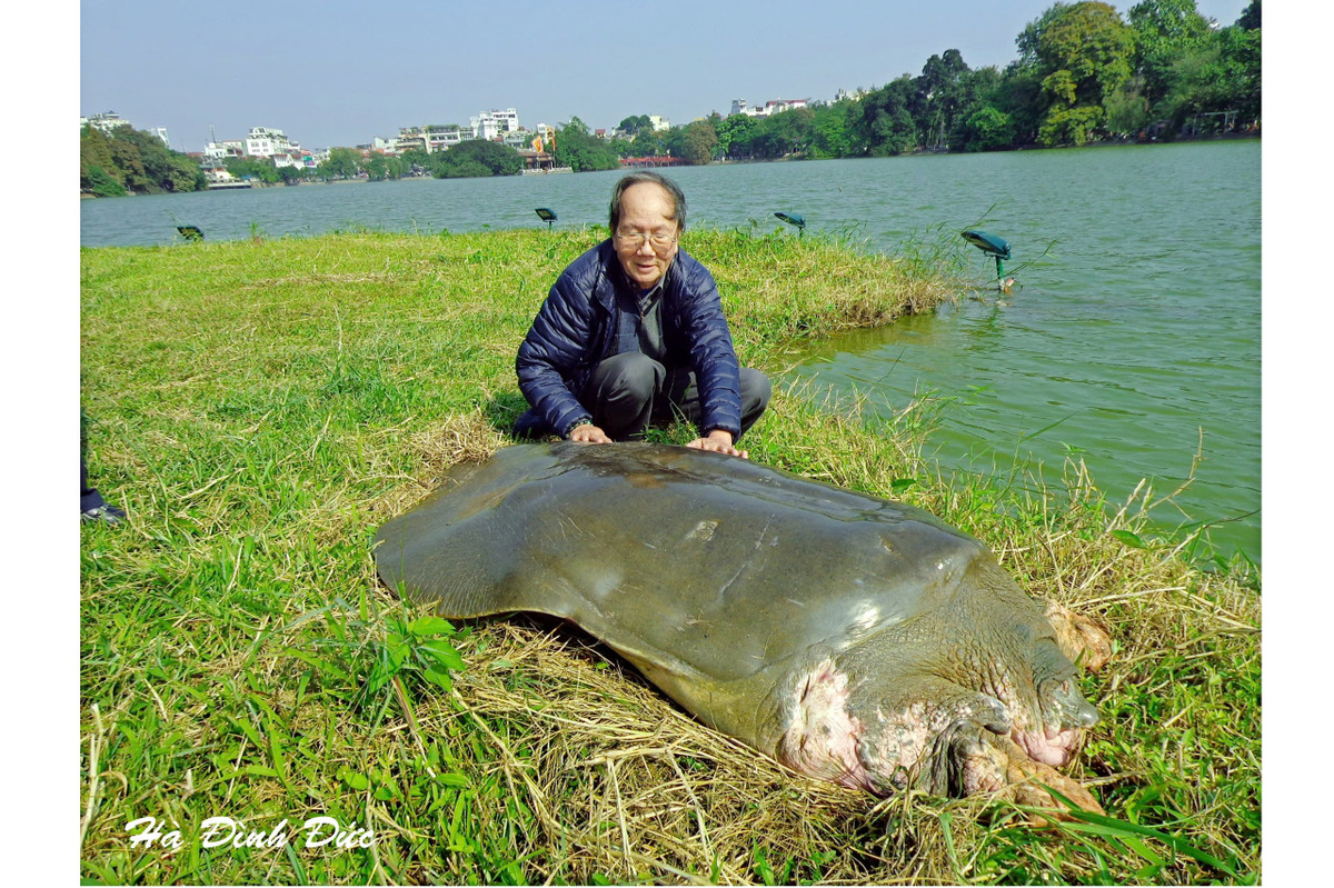 Hệ sinh thái Hồ Gươm đang thay đổi, chuyên gia "hiến kế" gì? - Hình 3 He sinh thai Ho Guom dang thay doi, chuyen gia