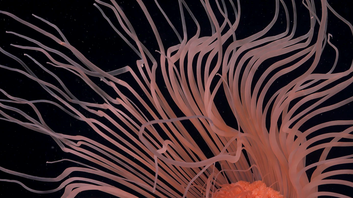 Những xúc tu mềm mại của một loài thủy tức đơn độc trôi theo dòng hải lưu ở độ sâu 360 mét, tại một khu vực đáy biển từng bị bao phủ bởi thềm băng George VI – một sông băng nổi khổng lồ thuộc Nam Cực. (ROV SuBastian/Schmidt Ocean Institute) 