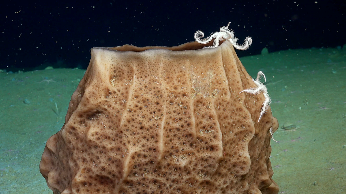 Những con sao giòn bám vào một mảng bọt biển, được ghi nhận ở độ sâu 215 mét. Đây là khu vực phía đông nam lối vào Ronne, nơi từng bị lớp băng che phủ nhưng đã tan biến vài năm trước. (ROV SuBastian/Schmidt Ocean Institute) 