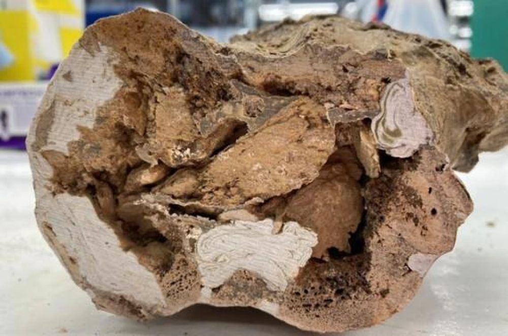 Phat hien vat lieu co the “hoi sinh” khung long, chuyen gia Viet giai ma