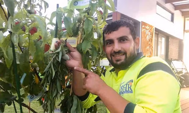 Cay thap qua duoc cong nhan Ky luc Guinness The gioi-Hinh-2