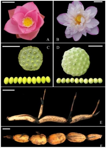Lan dau cong bo chi tiet du lieu bo gen cay hoa sen-Hinh-2