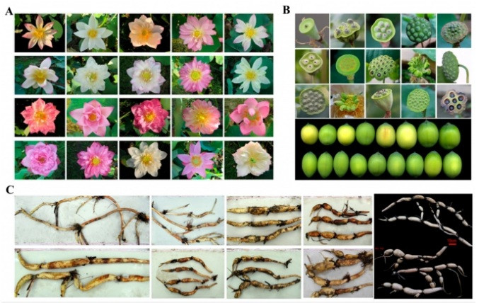 Lan dau cong bo chi tiet du lieu bo gen cay hoa sen