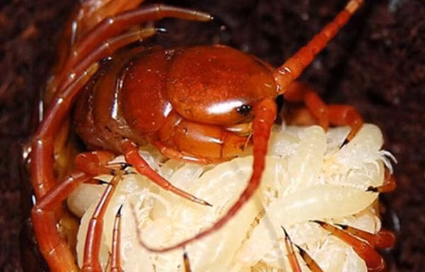 Giải mã vì sao loài rết khổng lồ tự ăn chính mình Giai ma vi sao loai ret khong lo tu an chinh minh
