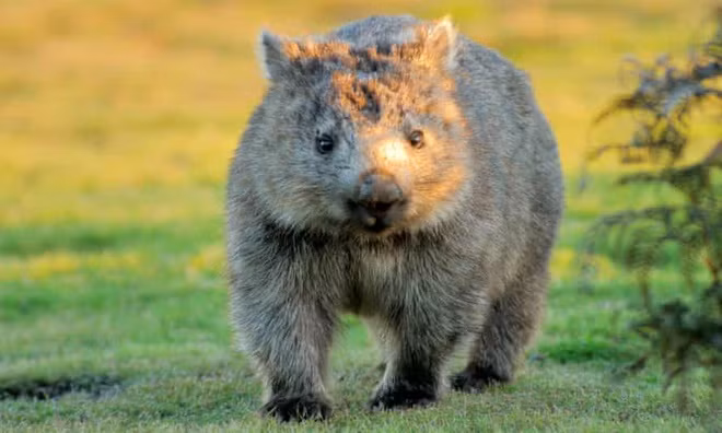 Tại sao gấu túi wombat tạo ra phân hình khối vuông? - Hình 2 Tai sao gau tui wombat tao ra phan hinh khoi vuong?-Hinh-2